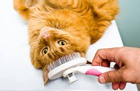 long-haired-cat-need-regular-brushing