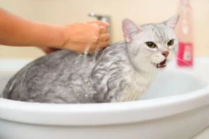 some-cats-dislike-water