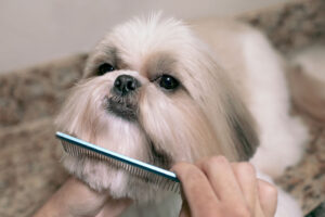 brushing-and-detangling-the-dog