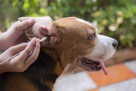 ear-cleaning-for-dogs