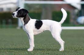 jack-russell-terrier