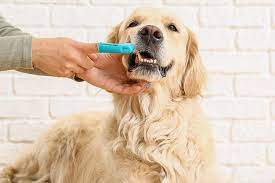 dental-care-for-dogs