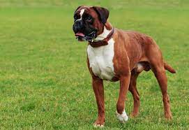 boxers-dog-breed