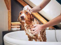 bathing-the-dogs