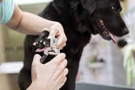 dogs-nail-trimmer