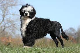 portuguese-water-dogs