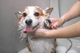 bathing-your-dog
