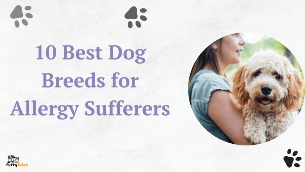 10-best-dog-breeds-for- allergy-sufferers