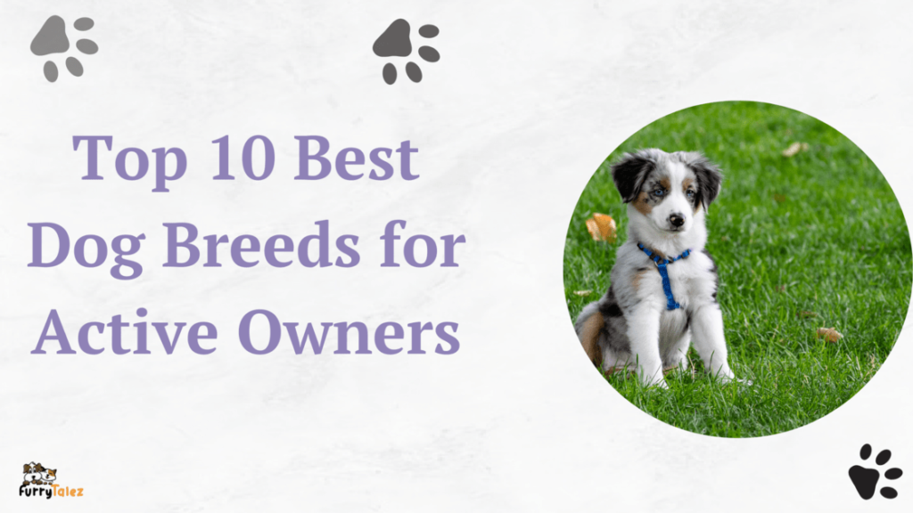 top-10-best-dog- breeds-for-active- owners