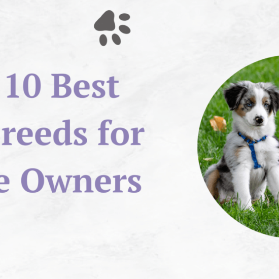 top-10-best-dog- breeds-for-active- owners