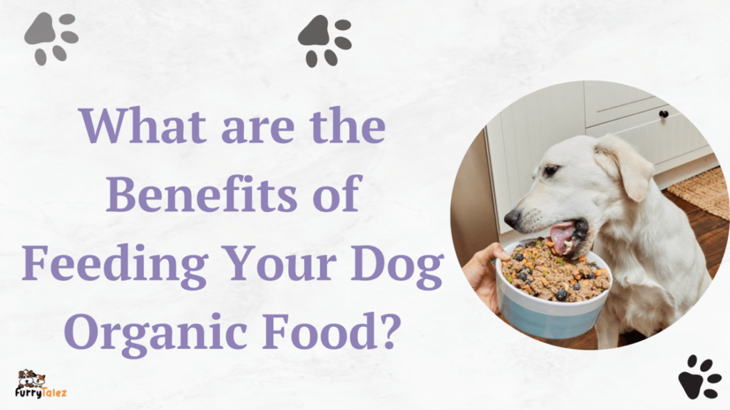 what-are-the-benefits-of-feeding-your-dog-organic-food