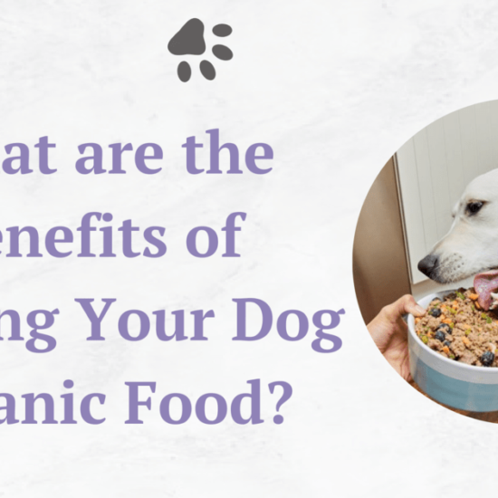 what-are-the-benefits-of-feeding-your-dog-organic-food