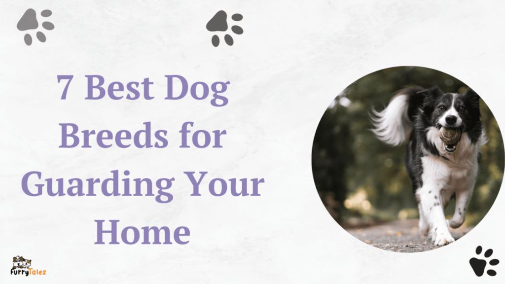 7-best-dog-breeds- for-guarding-your- home