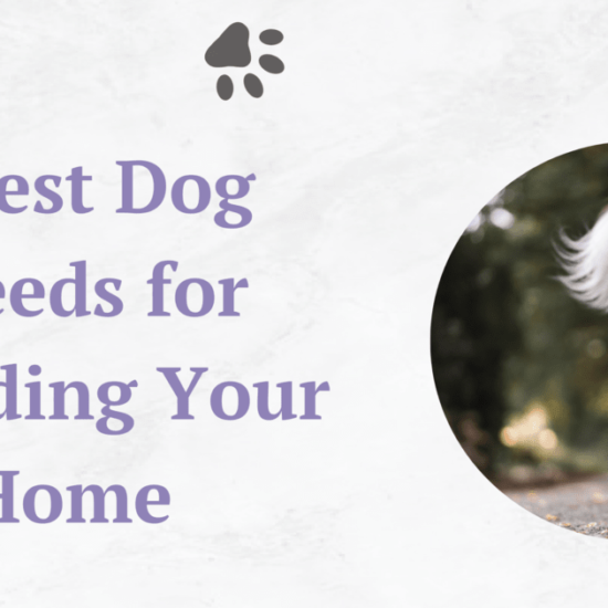 7-best-dog-breeds- for-guarding-your- home