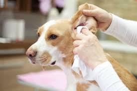 furry-talez-ear-cleansing -solution