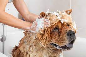hypoallergenic-and- eco-friendly-dog- shampoo