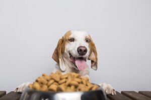 how-to-determine-the-right-amount-of-treats-for-your-dog