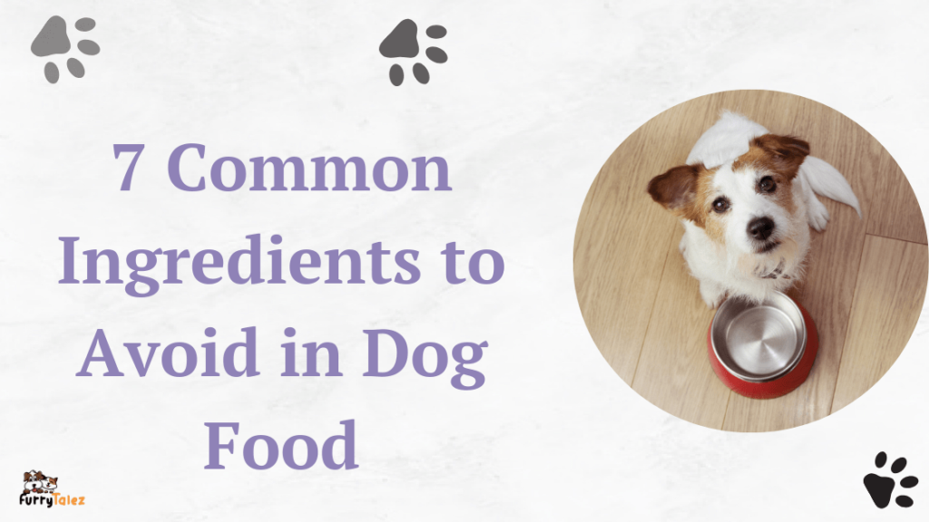 7-common-Ingredients- to-avoid-in-dog-food