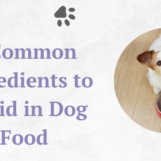 7-common-Ingredients- to-avoid-in-dog-food