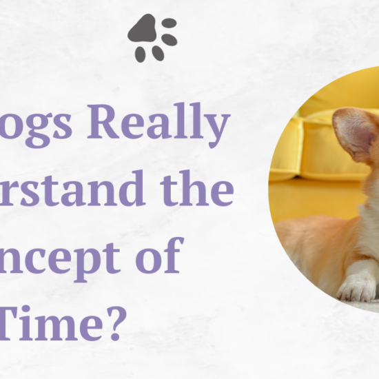 Do Dogs Really Understand the Concept of Time