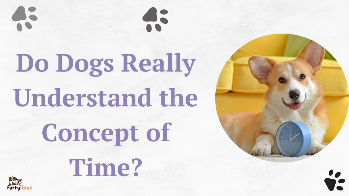 Do Dogs Really Understand the Concept of Time