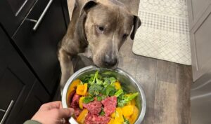 advantages-of-raw-vegetables-for-dog-diet