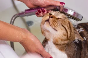 bathing-tips-for-sensitive-cats-clean looks-and-clean-cats