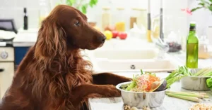 common-dishes-for-changing-your-dogs-taste