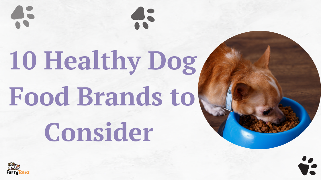 10-healthy-dog-food -brands-to-consider