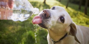 tips-for-keeping-your-dog-hydrated