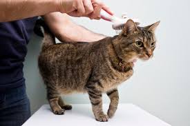 cat-grooming-techniques 