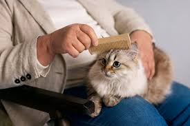 dealing-with-mats-and-tangles-for-fur- and-furry-cats