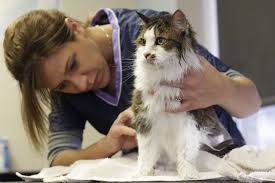 grooming-long-haired-cats