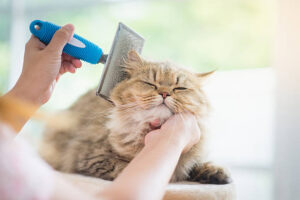 understanding-the-importance of-cat-grooming-and-the-cat-grooming-techniques