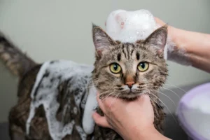 bathing-your-cat-and-tips-for-a-stress free-experience