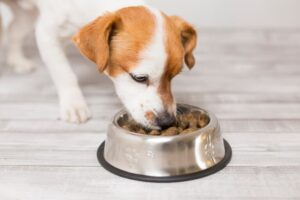 ingredient-quality-matters-in-dog-food
