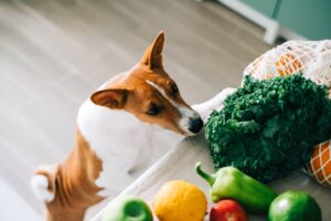 safe-vegetables-for-dogs