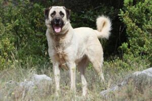 Anatolian Shepherd dog breed