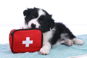 Carry first aid it for pet