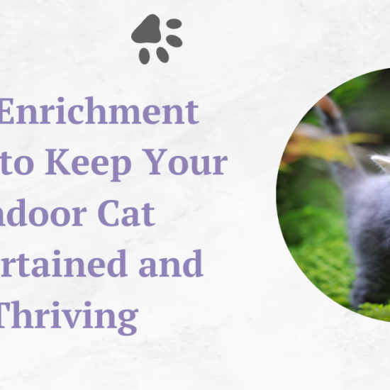 Cat Enrichment Ideas to Keep Your Indoor Cat Entertained and Thriving