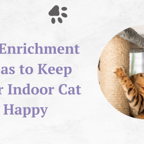 Cat Enrichment Ideas to Keep Your Indoor Cat Happy