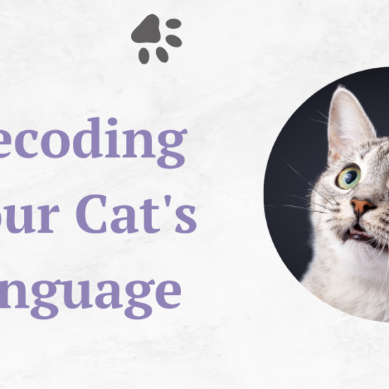 Decoding Your Cat's Language