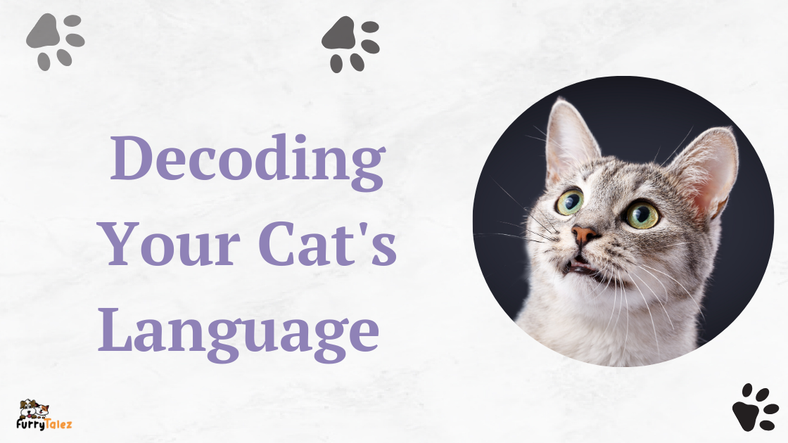 Decoding Your Cat's Language