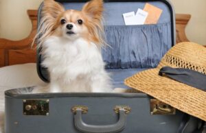 Make plans ahead of time for dog-friendly lodging