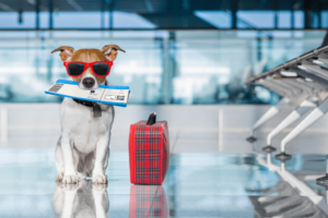 Safety measures for dogs on trip