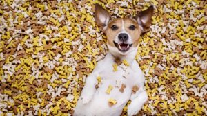 Snacks and healthy food for dogs