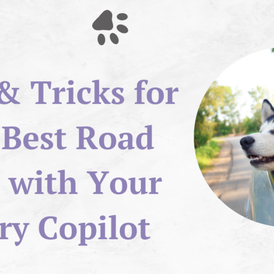 Tips & Tricks for the Best Road Trip with Your Furry Copilot