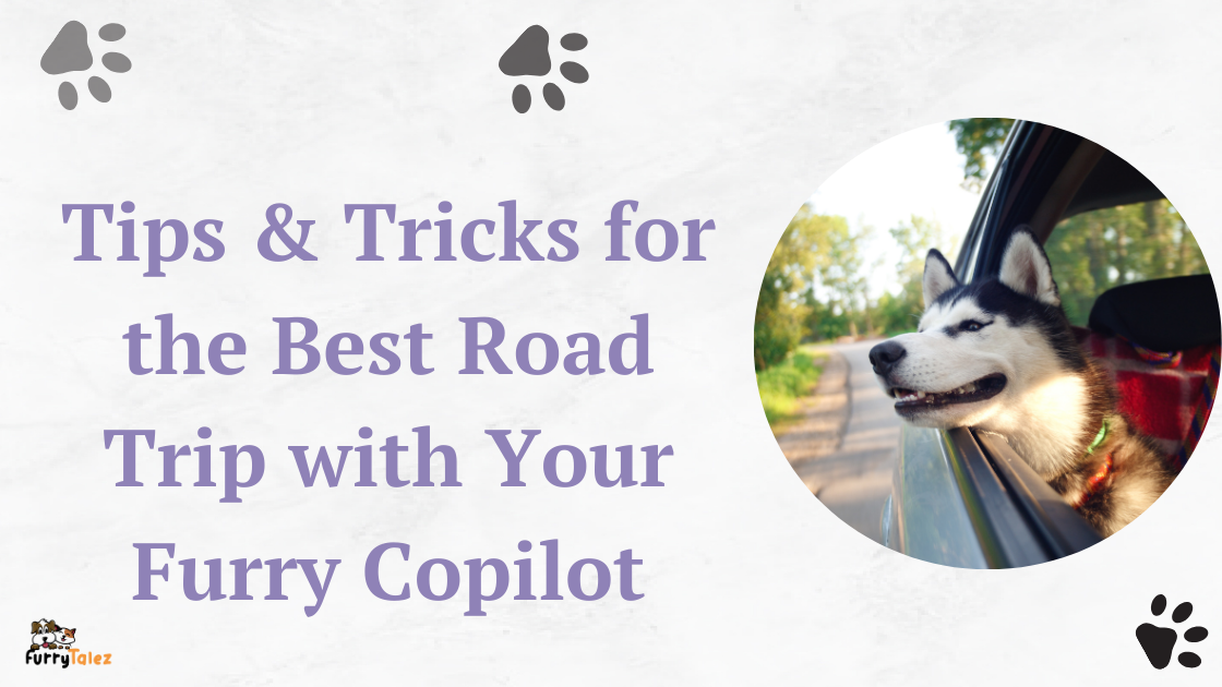 Tips & Tricks for the Best Road Trip with Your Furry Copilot