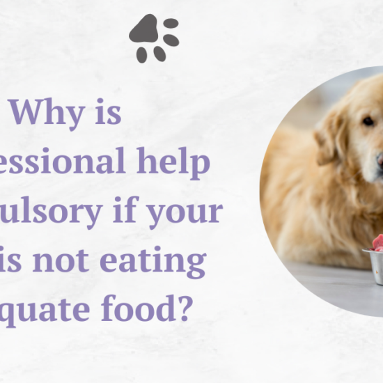 Why is professional help compulsory if your dog is not eating adequate food