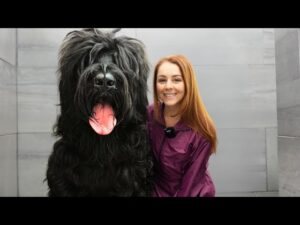 Black Russian Terrier